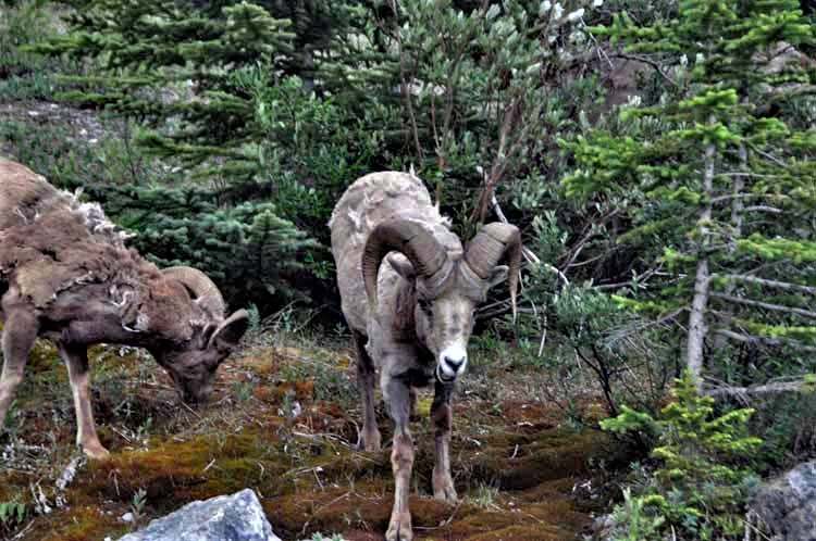 Big Horn Sheep